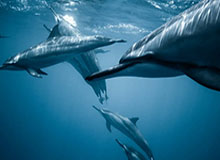 华体会官网-全国最大规模城市足球联赛“渝超”强势来袭！参赛球队放狠话 场场都拿下